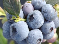 Precision Fertigation