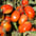 Processing Tomatoes