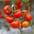 Greenhouse Tomatoes