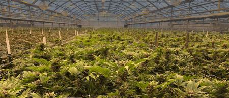 Build your medical cannabis business