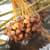 Date palm