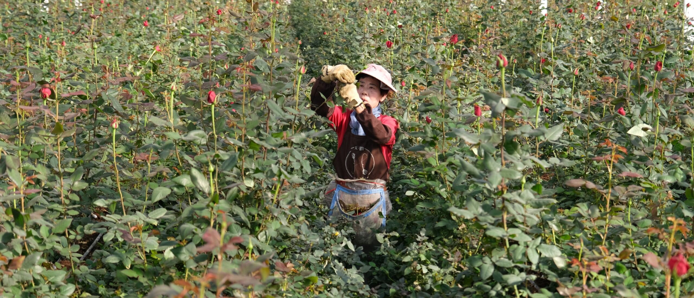 Smart & Sustainable Rose Cultivation