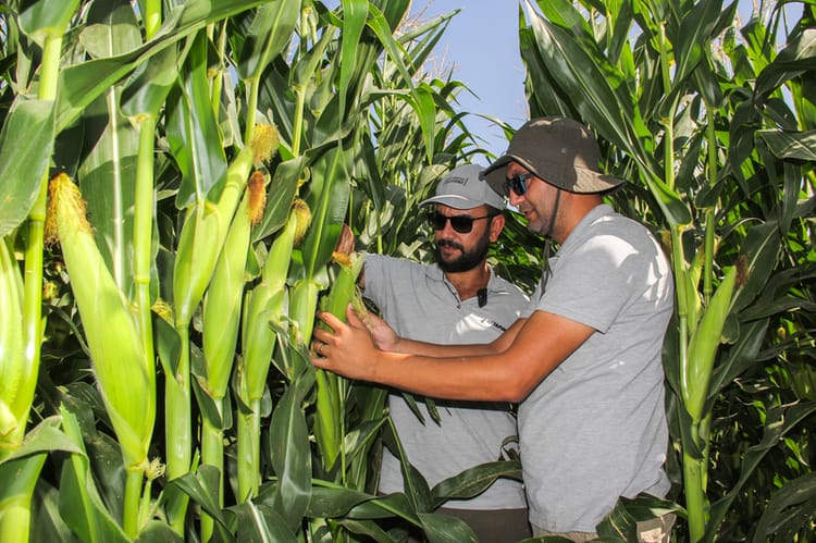 LCA in Corn