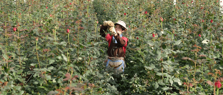 Smart & Sustainable Rose Cultivation