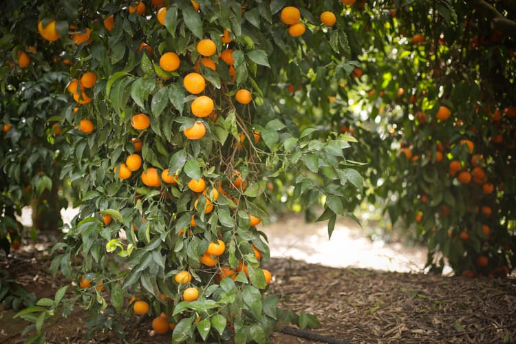 Citrus-tangerine