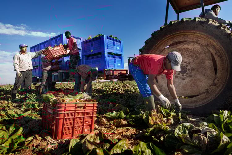Vegetables Farmer 19