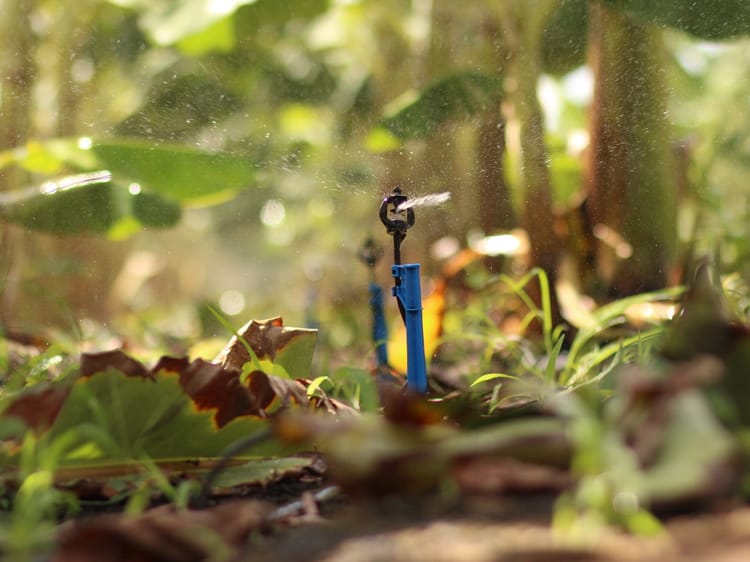 banana_micro-irrigation_brazil