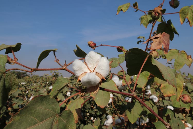 Transforming Agriculture, Revolutionizing a Country’s Industry