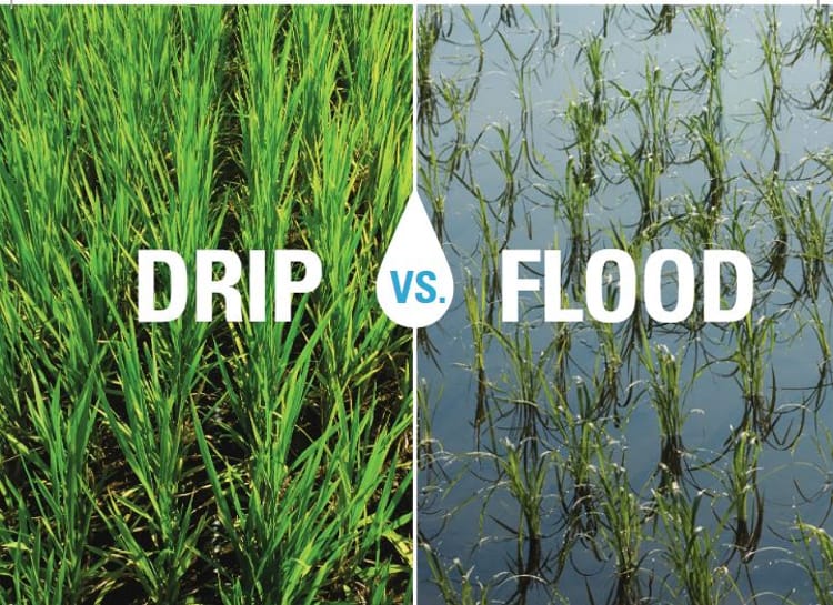 Drip Vs Flood for rice 