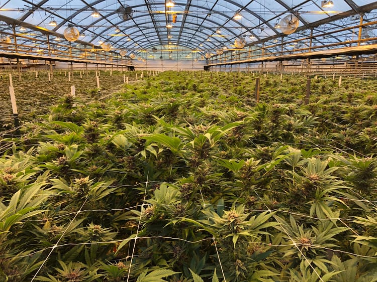 cannabis in greenhouse  4