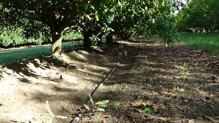 Macadamia drip lines_2