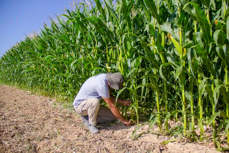 Turkey Corn Photoshooting 35