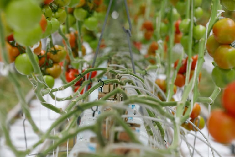 Netafim Brings State-of-the Art Greenhouse Technology to Turkmenistan  