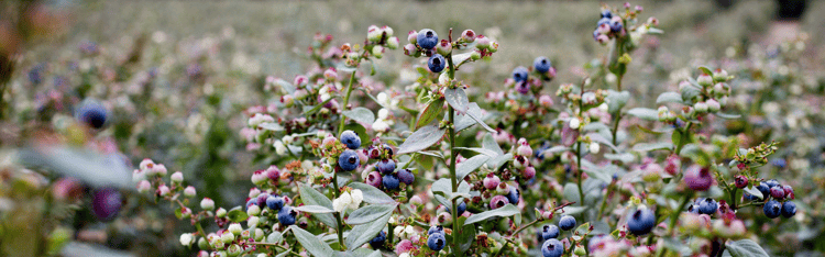 Banner How blueberry farming is evolving: three changes shaping modern production