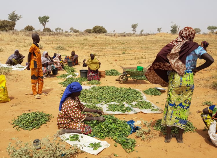 women harvesting okra