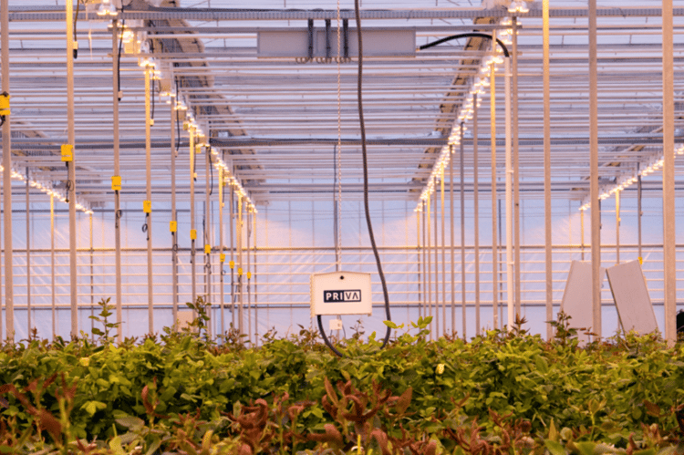 Vermillion greenhouse