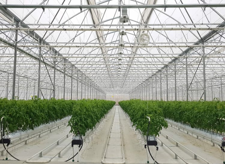 Tomatoes in Greenhouse in Azerbaijan