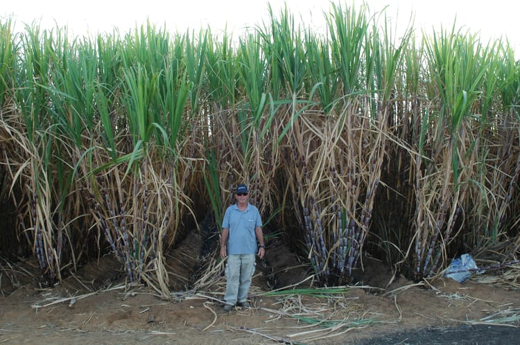 Person standing in front of the sugarcane at the CSS plantation