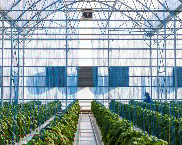 Rows of plants in Emseni greenhouse