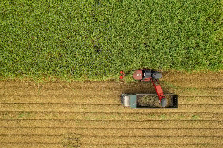 Women in field in Rwanda