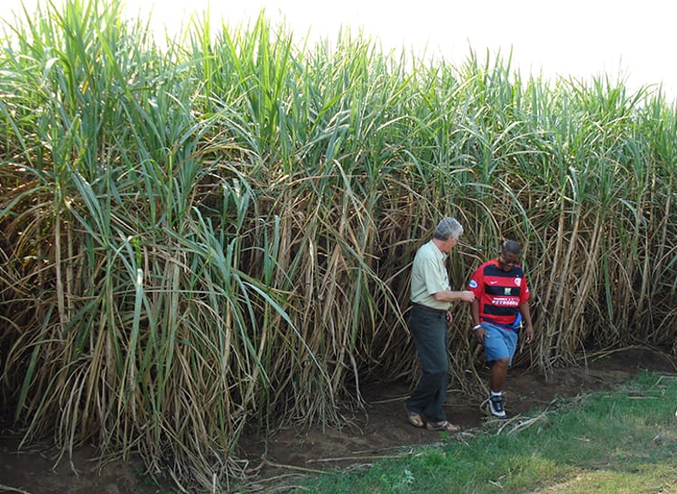 Netafim agronomist and customer in sugarcane field