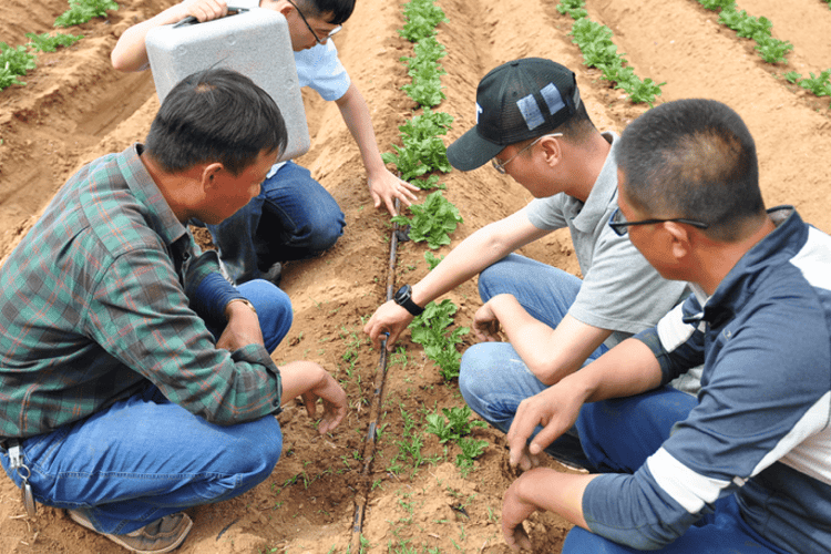 People planting in field