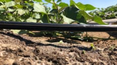 Guest Viewpoint: Agriculture at a Crossroads: Can Irrigation Technology Save Harvests?