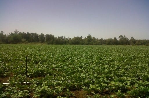 Model C: SprinKit™ D-Net 10X13 FXN